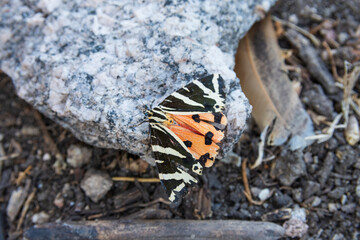american painted lady ?