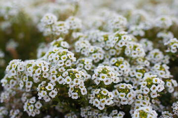 Flowers are alyssum close-up