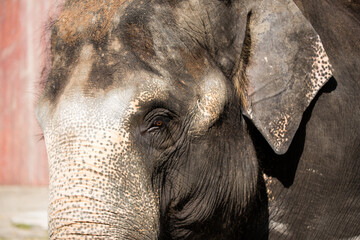 Asian female elephants beg for food at a zoo in Liaoning, China
