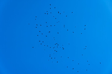 Flock of black birds (corvids) flying.