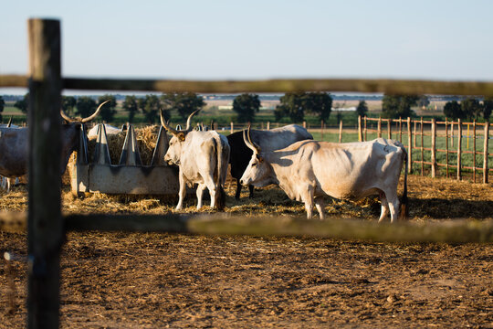Horny maremmana cows eating hay at the trough in corral