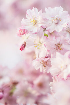 Cherry Blossom Macro