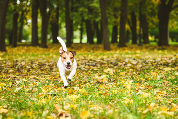 Obraz na płótnie Canvas Friendly and joyful dog running off leash in fall (autumn) park on carpet of colorful leaves and green grass on October day
