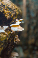 Beautiful closeup of fresh mushrooms. Mushroom on the wood
