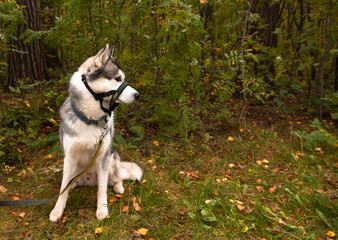 Handsome male Siberian Husky dog with sand covered halter against traction. Horizontal portrait...
