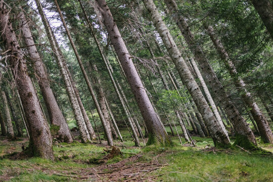 Tilted trees in the forest