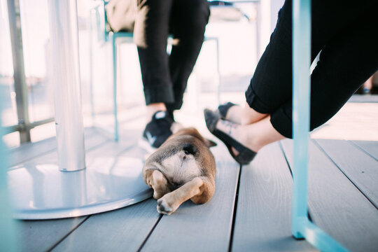 Sleeping French Bulldog puppy