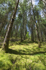 Copy Space-  Trees plantation , moss