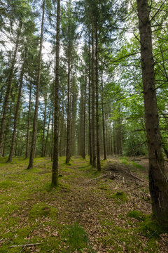 Copy Space-  Trees plantation , moss