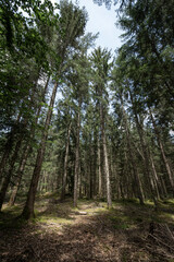 Copy Space-  Trees plantation , moss