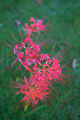 Close view of a bunch of red red lycoris radiatas on a green grass.