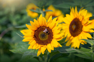 Hungrige Biene auf einer Sonnenblume