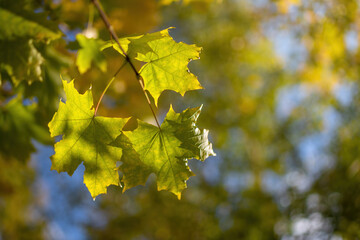 Twig with maple leaves close up
