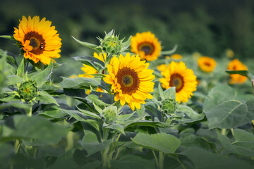 Ein Sonnenblumenfeld