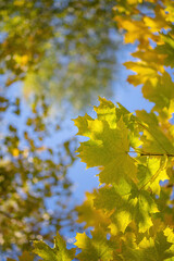 Fototapeta na wymiar Twig with maple leaves close up