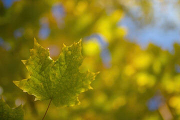 Twig with maple leaves close up