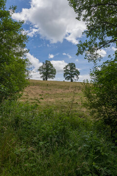 Copy Space-  Trees plantation , moss