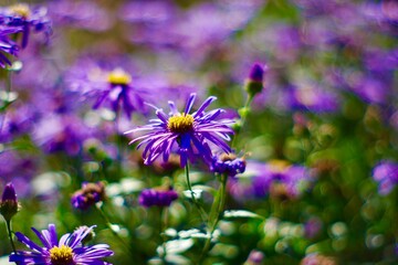 Fototapeta premium Purple Aster flowers in sunlight