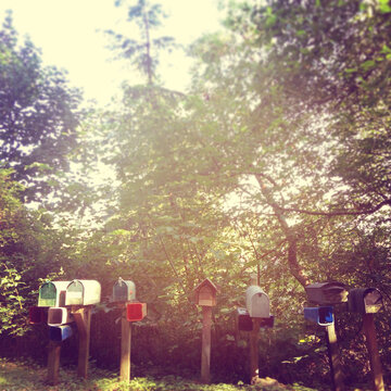 Row of Mailboxes Surrounded by Trees