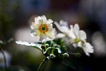 Japanese Anemone flower in sunlight