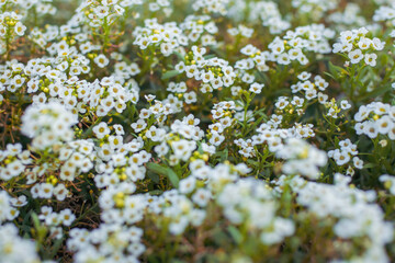Flowers are alyssum close-up