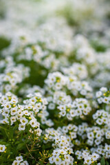 Flowers are alyssum close-up