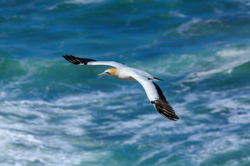 Fototapeta na wymiar An Australasian gannet, a large seabird found in Australia and New Zealand, soaring over the ocean