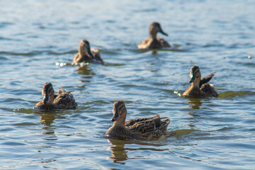 Wild ducks in the river