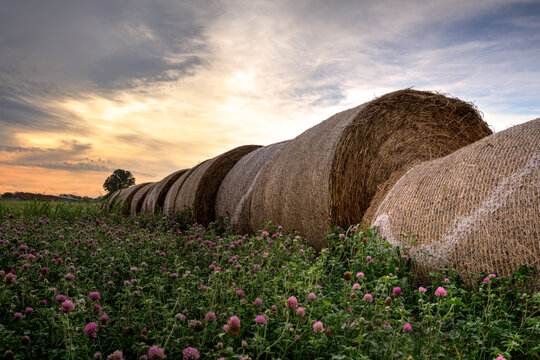 Sunrise Landscape of Large Haystacks on a Farm