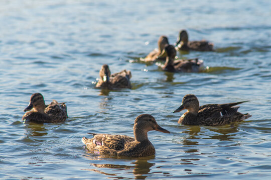 Wild ducks in the river