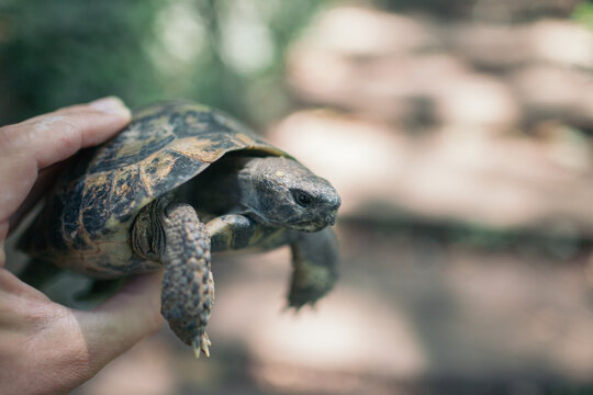 Hand holding Hermann's Tortoise