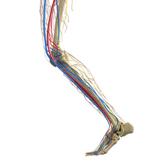 Obraz na płótnie Canvas Leg anatomy. The structure of the bones of the foot. Leg vessels. Vector illustration.