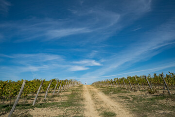 Fototapeta na wymiar Vineyards in Tucany, Italy, near San Gimigiano
