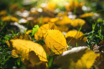 Leaves in various autumnal colors