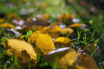 Leaves in various autumnal colors