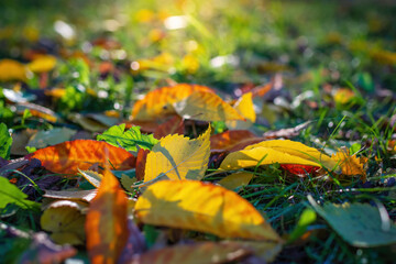 Leaves in various autumnal colors
