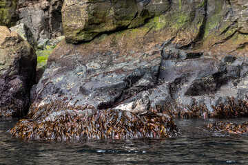 Gray seal