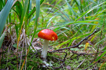 red fly agaric bright beautiful in the autumn forest