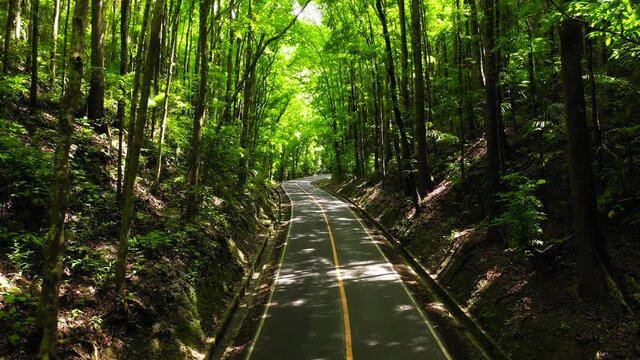 Aerial view of Road through Bilar Man-Made Forest on Bohol island, Philippines. Green sunny forest landscape.