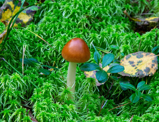 Amanita fulva mushroom, also known as the tawny grisette