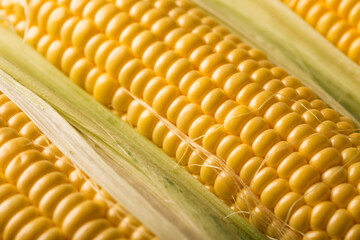 Fresh ripe corn close up