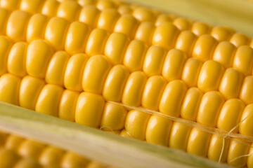 Fresh ripe corn close up