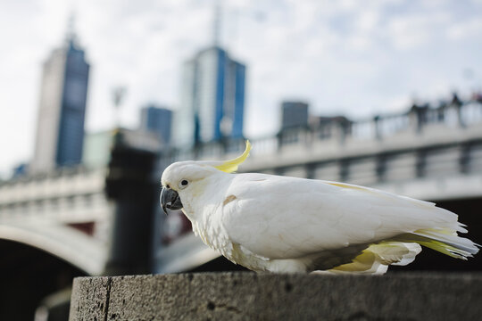 Cockatoo Parrot