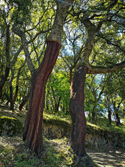 Monchique, a small town and a popular spa in southern Portugal, in the region of Algarve, Portugal