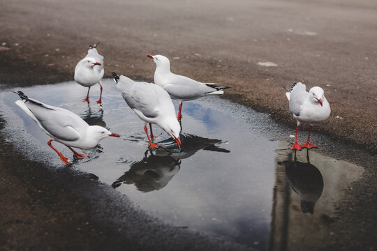 Seagull dinking on a puddle