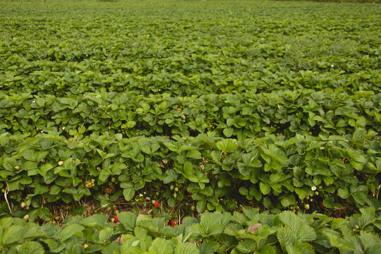 Field of Strawberries