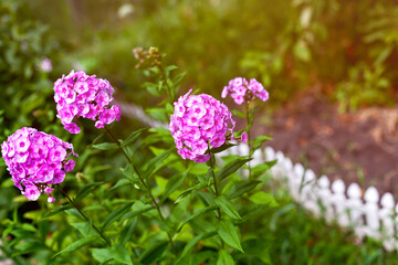 Blooming crimson phloxes in the garden