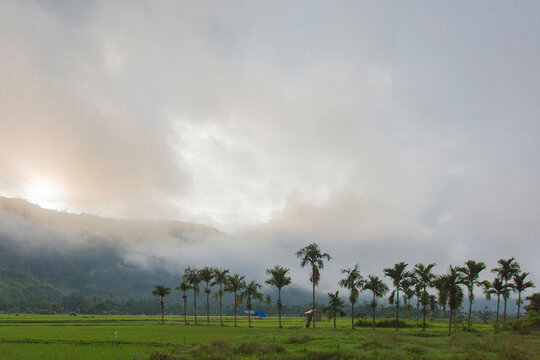 A Line of Palms