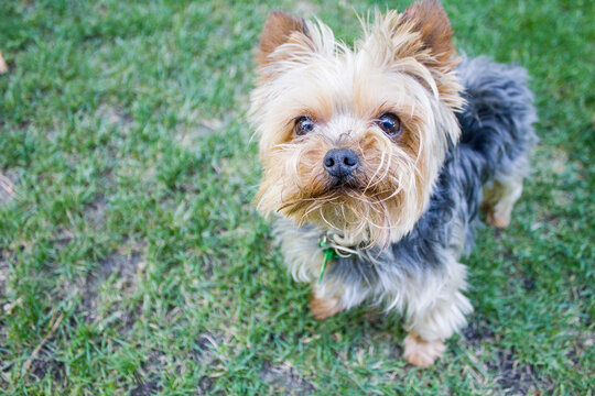 Yorkshire Terrier dog on the grass