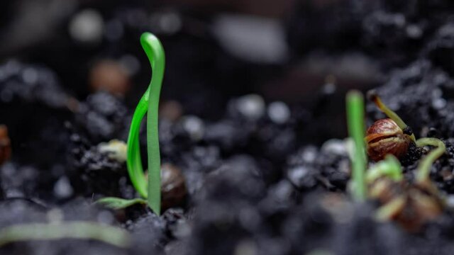 Sprouts Germination newborn plant. Cilantro sprouts sprout through the soil. The seeds are planted in the ground. Timelapse, accelerated video. The birth of a plant in the garden.